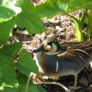 Paradise Park 20.04.2009