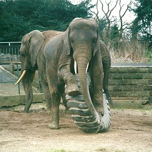 Flossie and Flora 8th March 2000