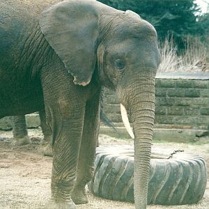 Flora 8th March 2000