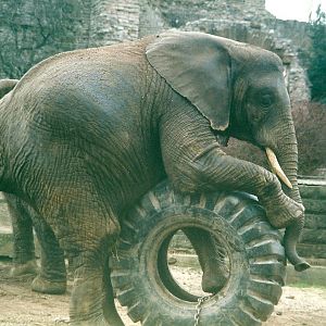 Flora 8th March 2000