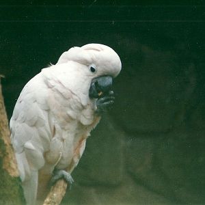 Moluccan Cockatoo 8th March 2000