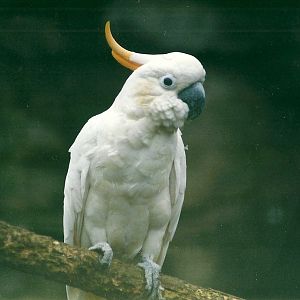 Citron-crested Cockatoo 8th March 2000