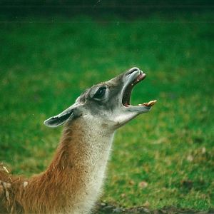 Guanaco 8th March 2000