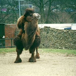 Bactrian Camel 8th March 2000