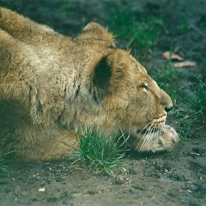 Young Lion 8th March 2000