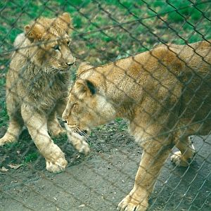 Lions 8th March 2000