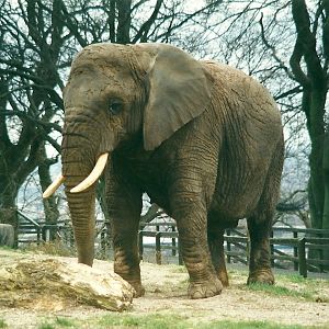 Flossie 8th March 2000