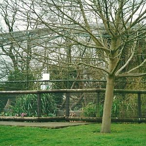 Ring-tailed Lemur cage 8th March 2000