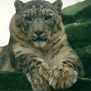 Snow Leopard 8th March 2000