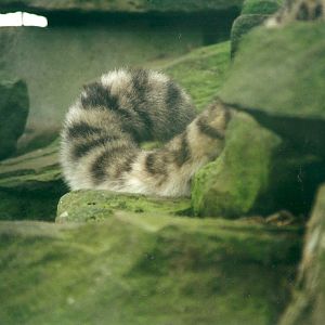 Tail of Snow Leopard 8th March 2000