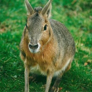 My final photograph at Dudley 8th March 2000