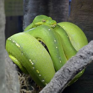 green tree python