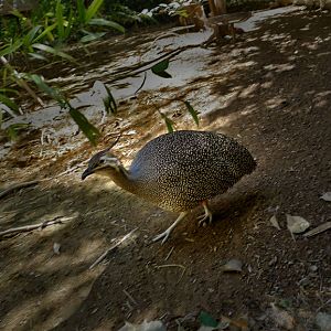 curious tinamou