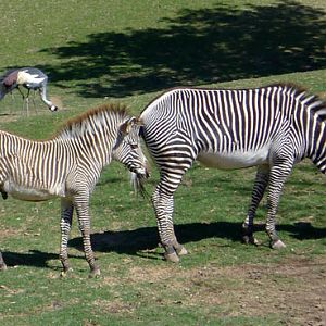 grevys zebras and crowned cranes