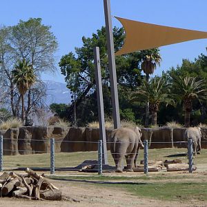 elephants and shade structure