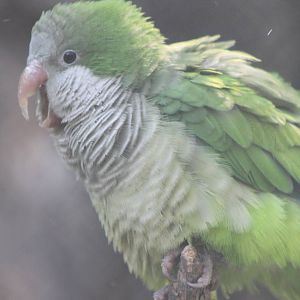 monk parakeet