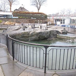 Gentoo Penguin Exhibit - Bergen Akvariet 2012
