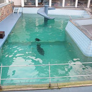 Harbour Seal Enclosure - Bergen Akvariet 2012