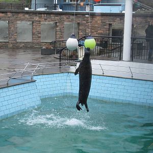 Harbour Seal - Bergen Akvariet 2012