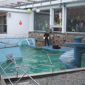 Harbour Seal Show - Bergen Akvariet 2012