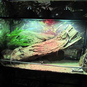Australian Lizard Tank - Bergen Akvariet 2012