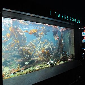 Large Aquarium - Bergen Akvariet 2012