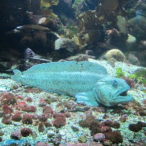 Atlantic Wolffish - Bergen Akvariet 2012