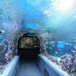 Shark Tunnel - Bergen Akvariet 2012