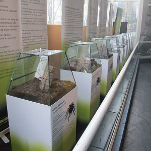 Spider Exhibits - Bergen Akvariet 2012