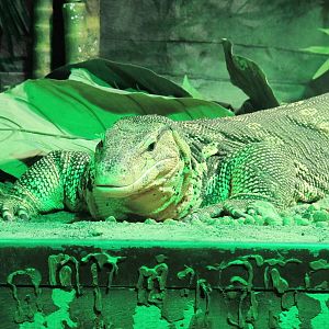 Water Monitor - Bergen Akvariet 2012