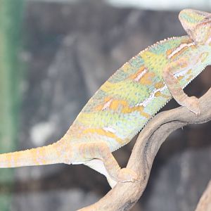 Jemen chameleon
