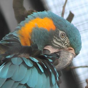 Blue-throated ( or canide ) macaw