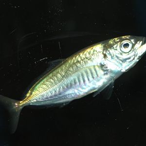 unknown fish ( to me ) northsea aquarium