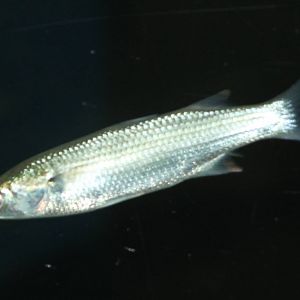 unknown fish ( to me ) northsea aquarium