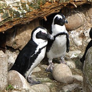 Bristol Zoo 1.05.2010