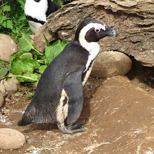 Bristol Zoo 1.05.2010