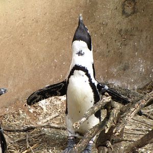 Bristol Zoo 1.05.2010