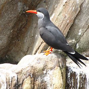 Bristol Zoo 1.05.2010