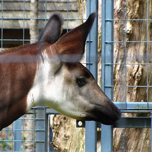 Bristol Zoo 1.05.2010
