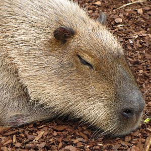 Bristol Zoo 1.05.2010