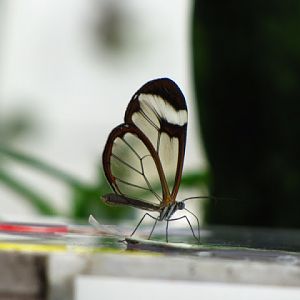 Bristol Zoo 1.05.2010