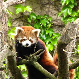 Bristol Zoo 1.05.2010