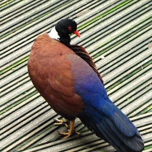 Bristol Zoo 1.05.2010