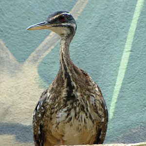 Bristol Zoo 1.05.2010