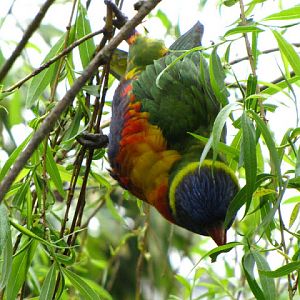 Bristol Zoo 1.05.2010
