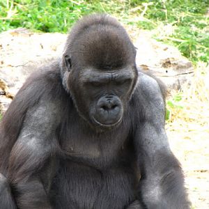 Bristol Zoo 1.05.2010