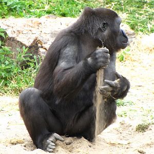 Bristol Zoo 1.05.2010