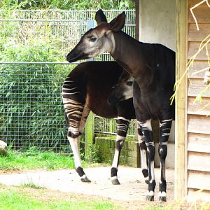 Bristol Zoo 1.05.2010