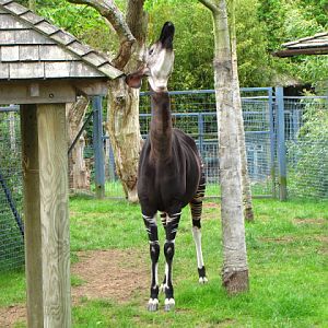 Bristol Zoo 1.05.2010