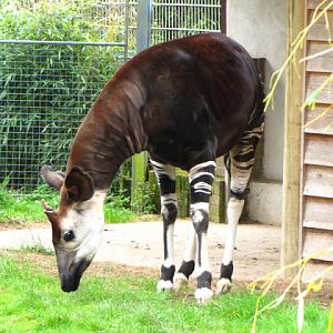 Bristol Zoo 1.05.2010